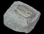 Bargain, Sarocrinus Crinoid Fossil - Crawfordsville, Indiana #68501-2